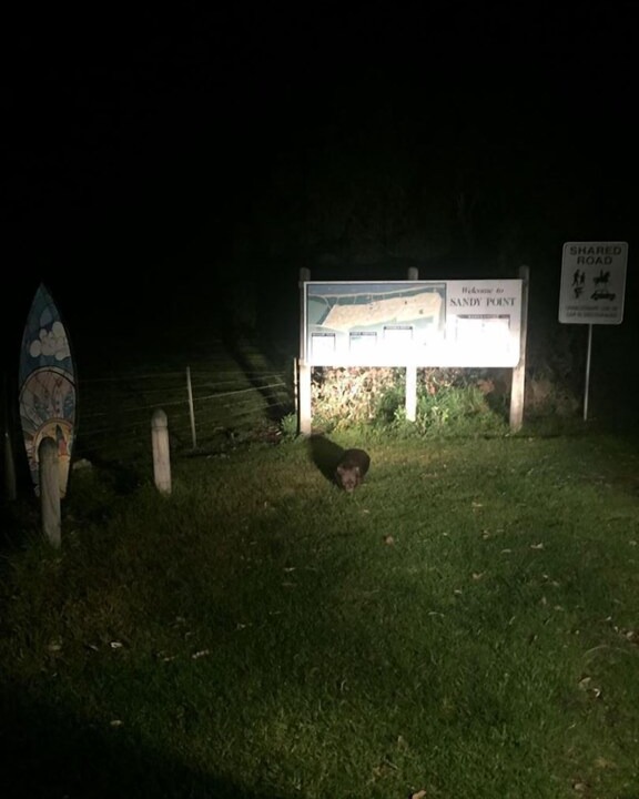 Photo of Others in Sandy Point