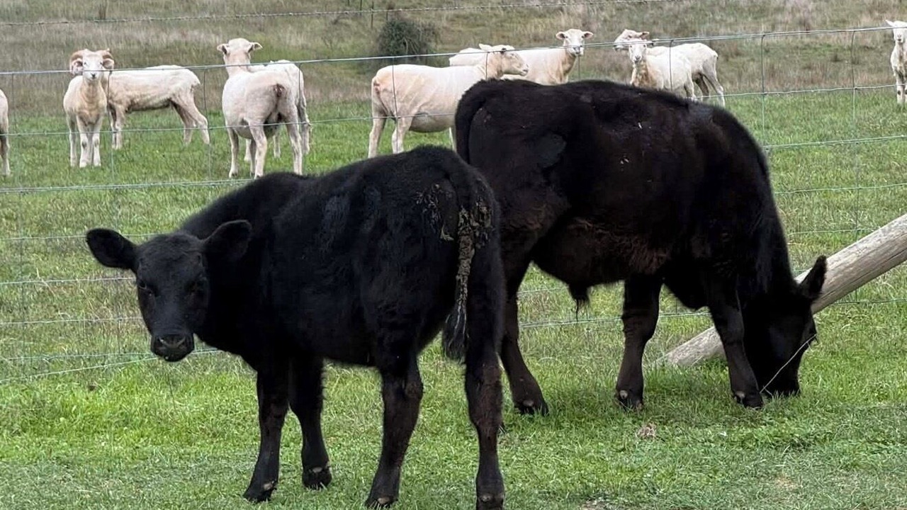 Photo of Others in Kingsdale