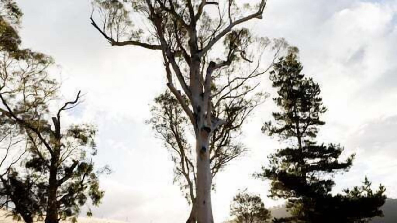 Photo of Others in Black Hills