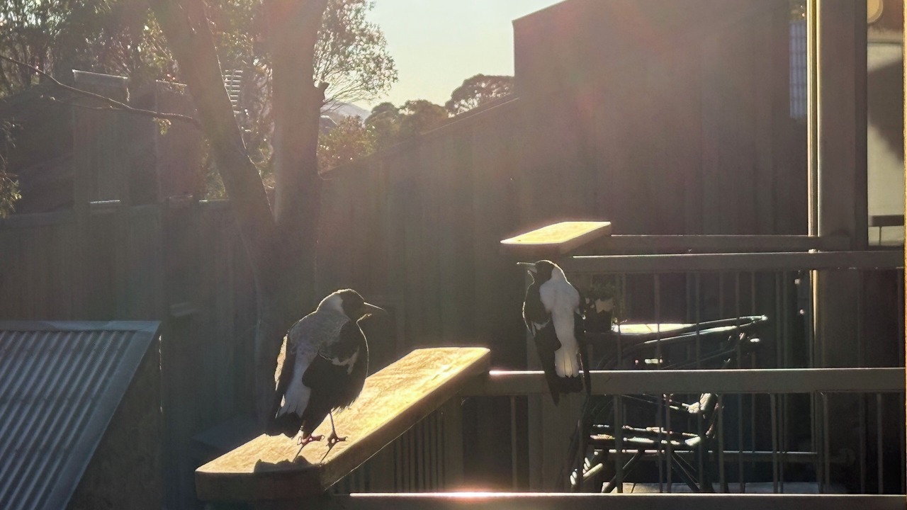 Photo of Others in Thredbo