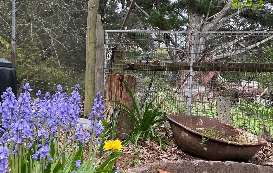 Photo of Outdoor in Noojee