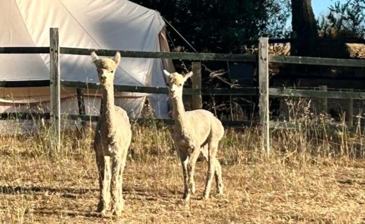 Photo of Others in Yornup