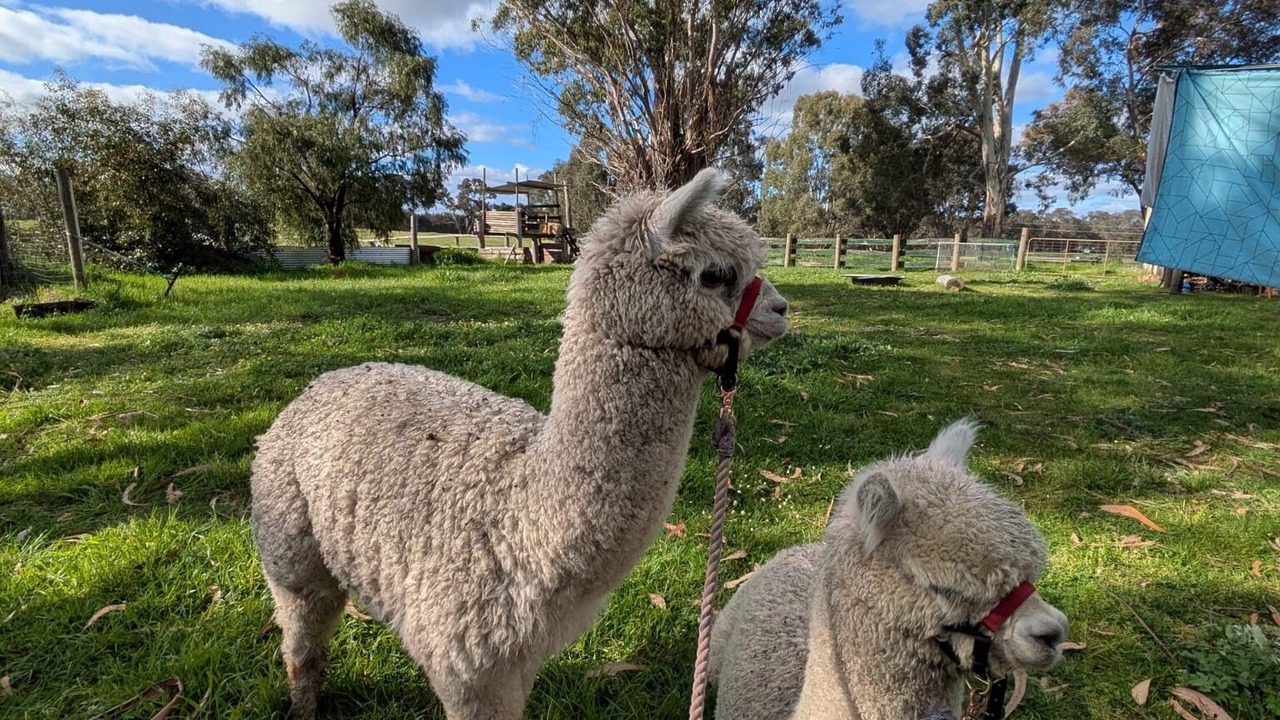 Photo of Others in Yornup