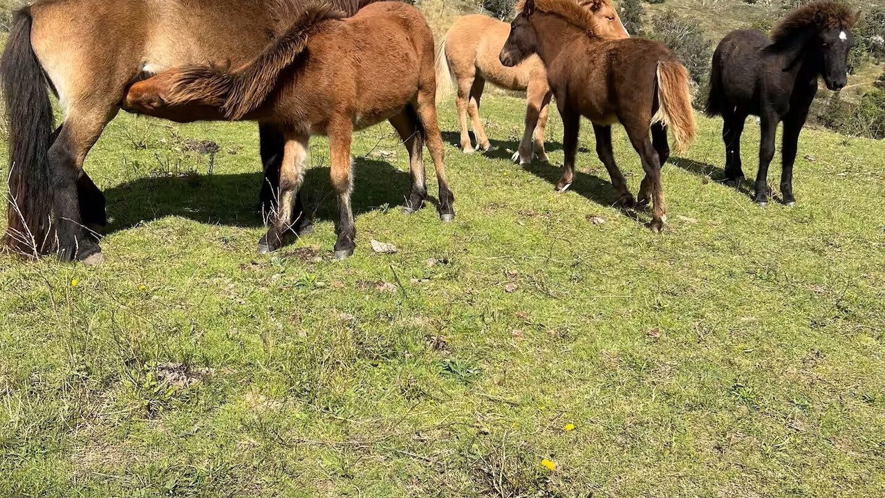 Photo of Others in Megalong Valley