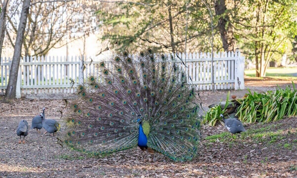 Photo of Others in Emu Swamp