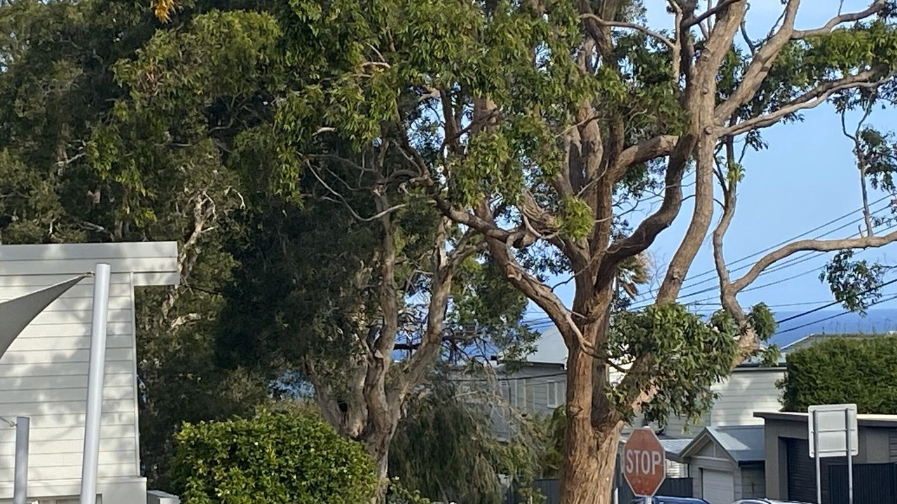 Photo of Outdoor in Collaroy Plateau