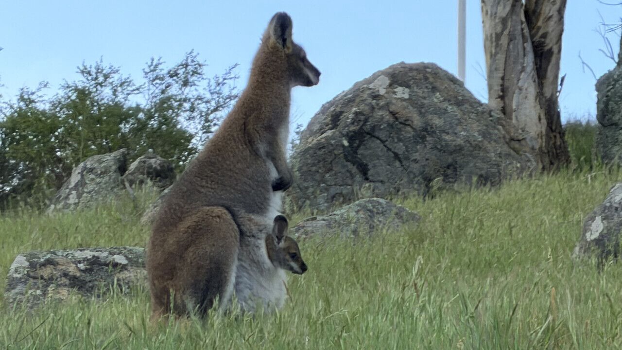Photo of Others in Jindabyne