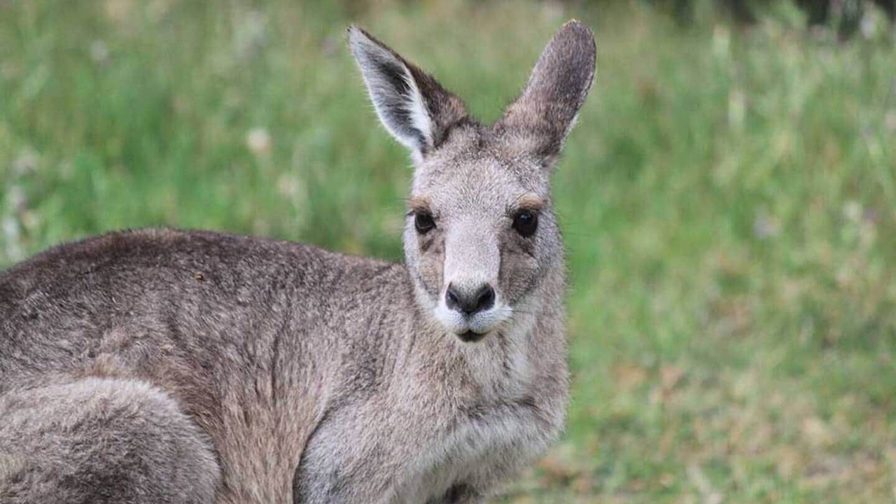 Photo of Others in Halls Gap