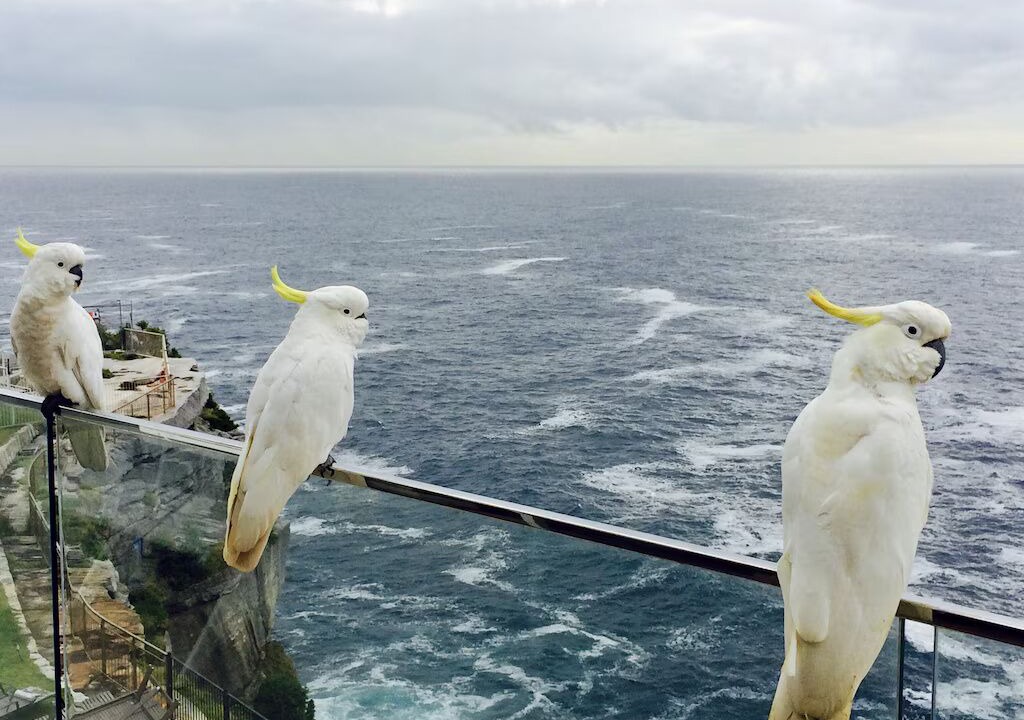 Photo of Others in North Bondi