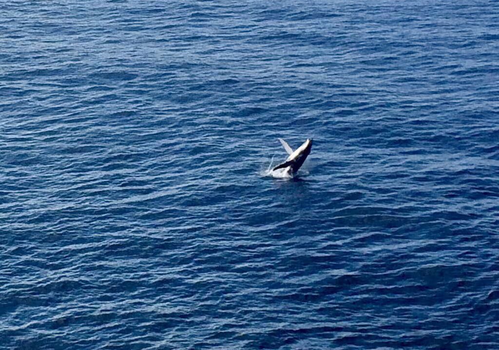 Photo of Others in North Bondi