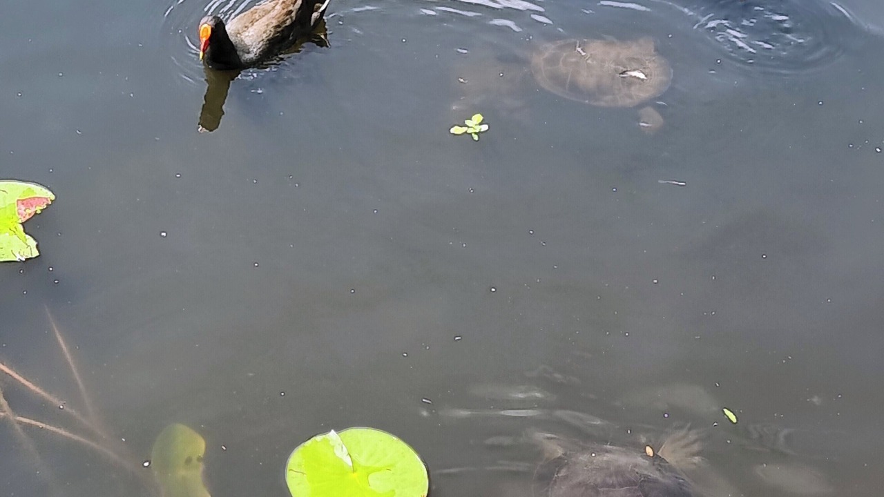 Photo of Others in Port Macquarie
