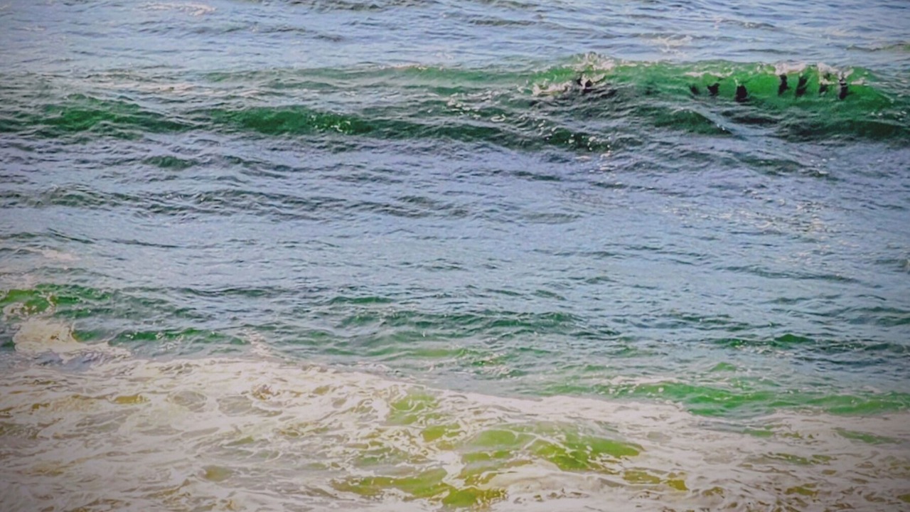 Photo of Others in Port Macquarie