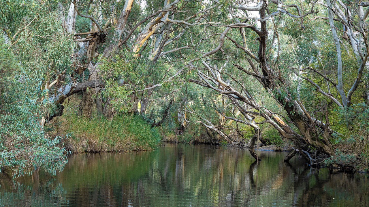 Photo of Others in Yass River