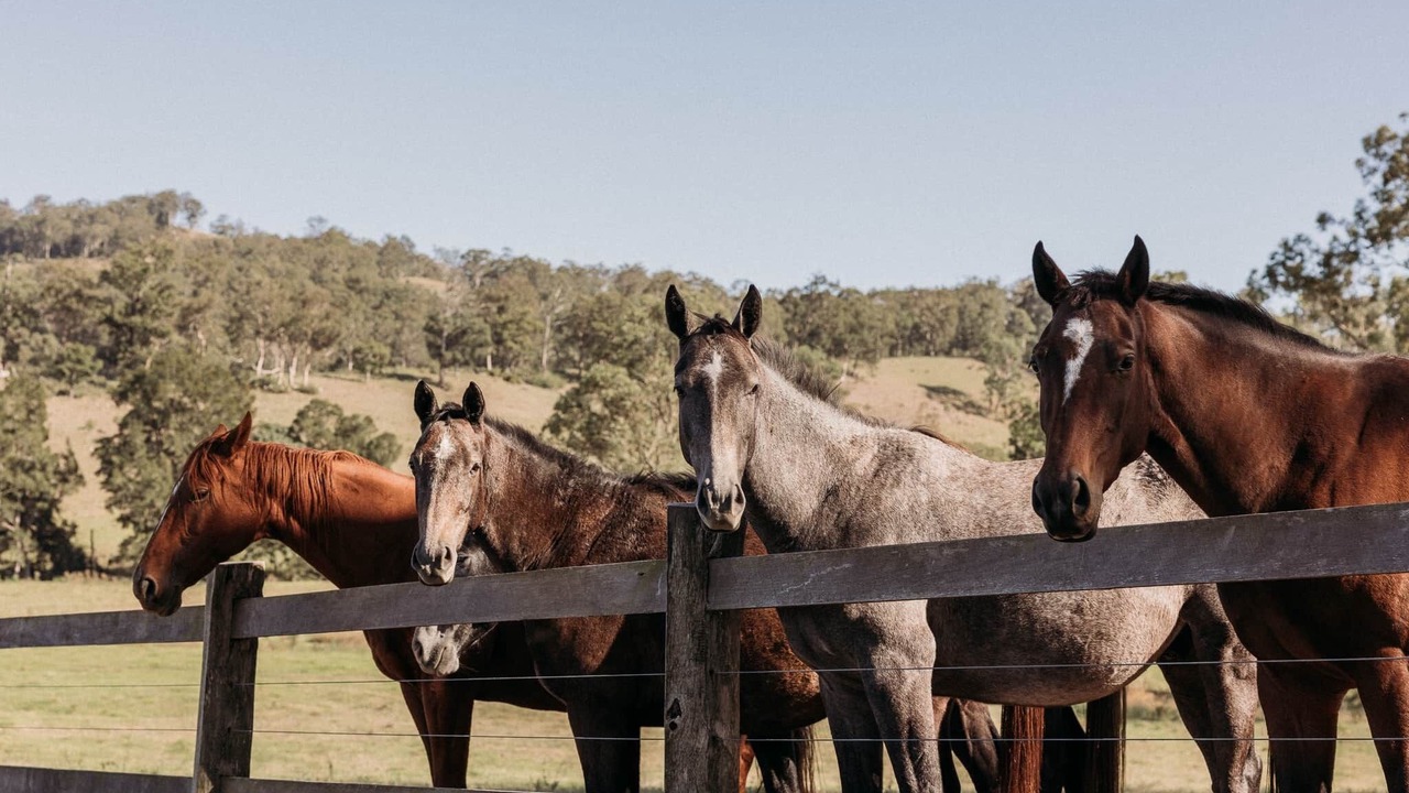 Photo of Others in Wallaringa
