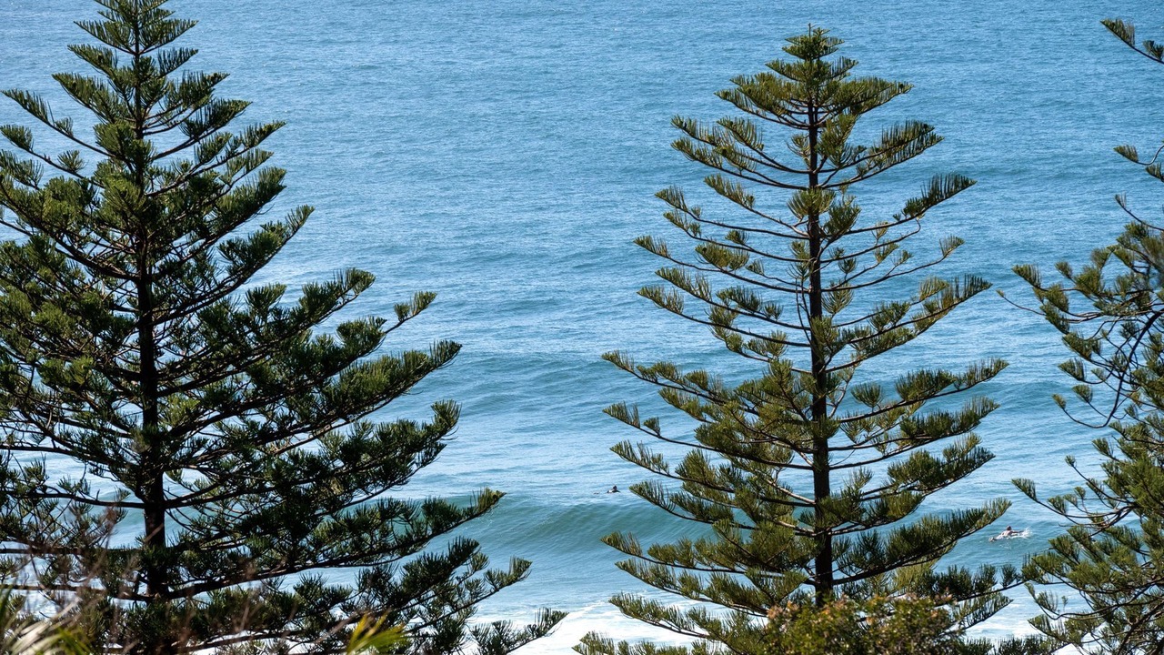 Photo of Others in Whale Beach