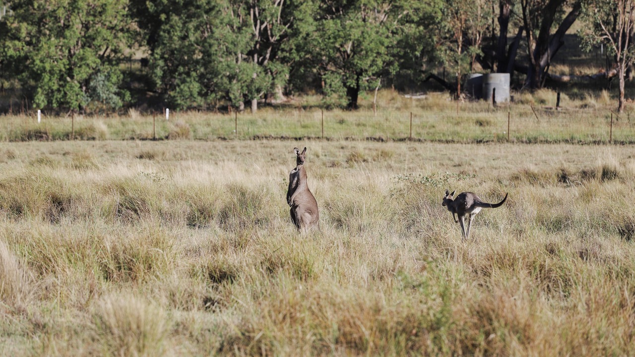 Photo of Others in Coonabarabran