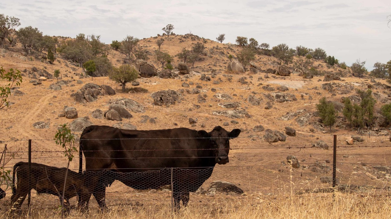 Photo of Others in Wyangala