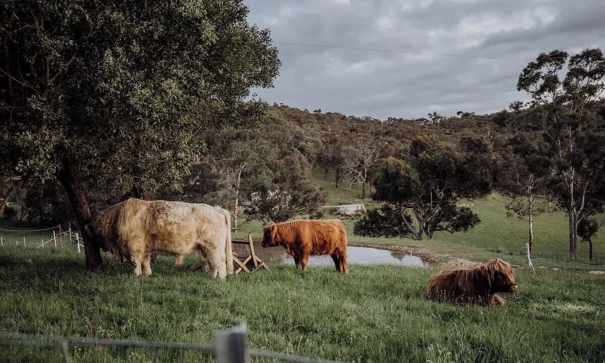 Photo of Others in Smiths Gully