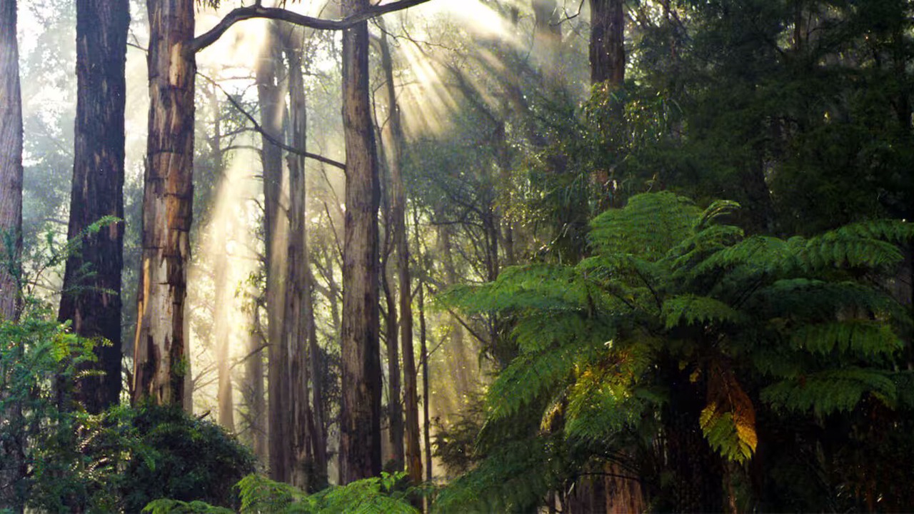 Photo of Others in Healesville