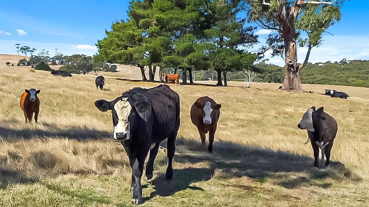 Photo of Others in Tantaraboo