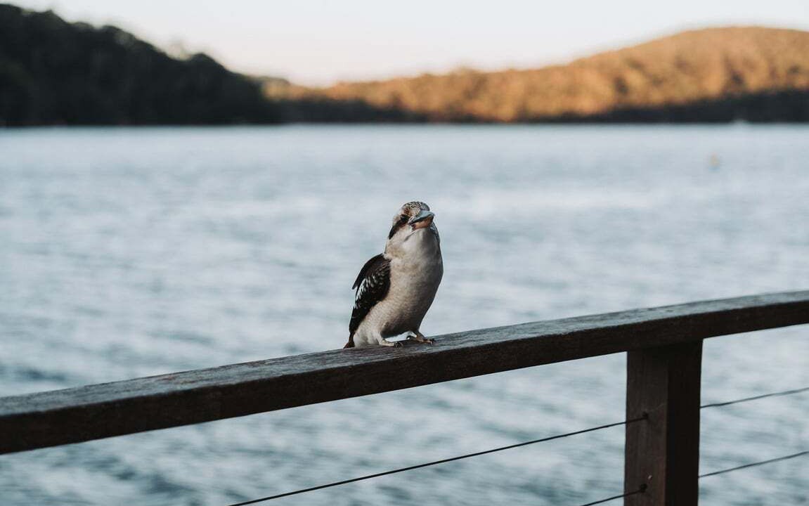 Photo of Others in Cottage Point