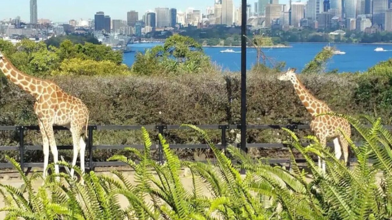 Photo of Others in Surry Hills