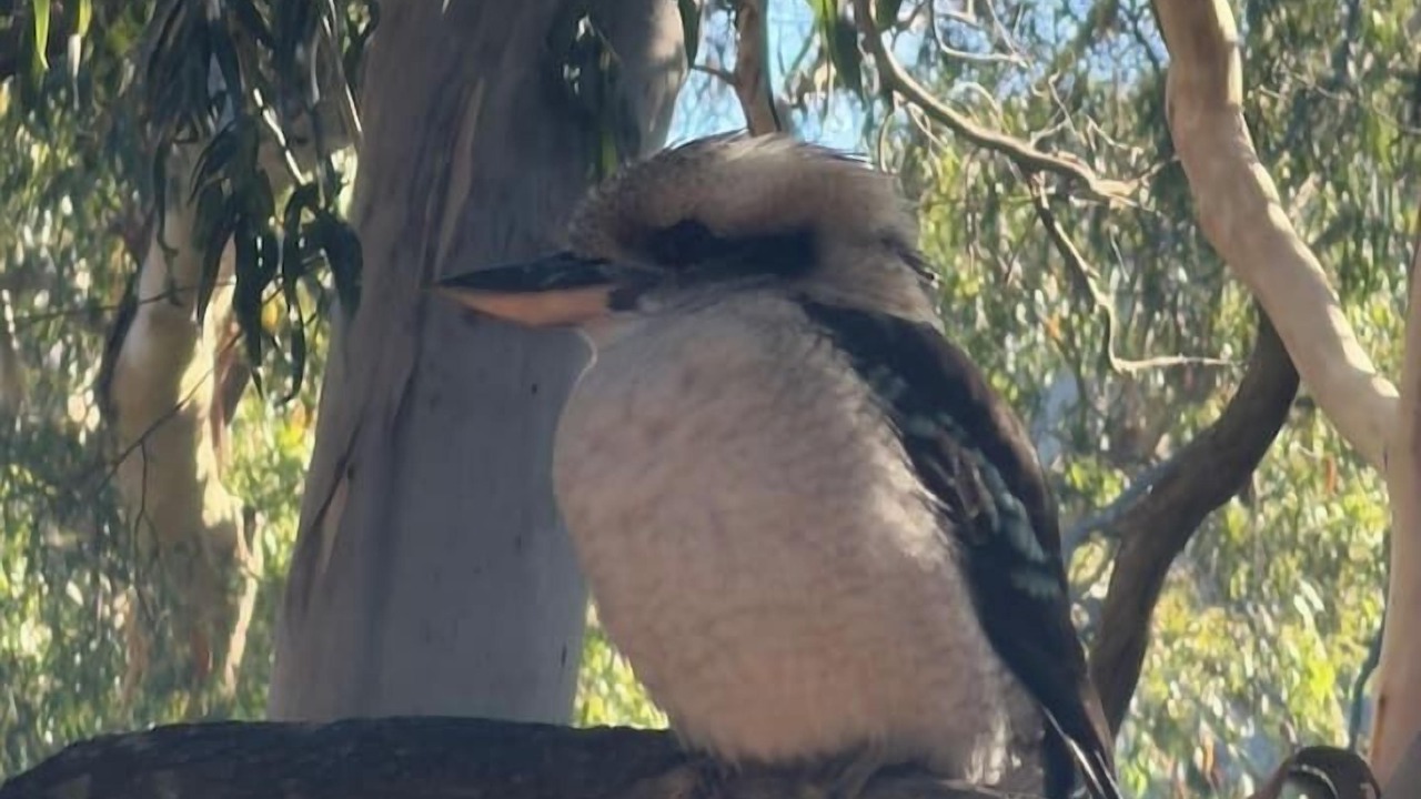 Photo of Others in Halls Gap