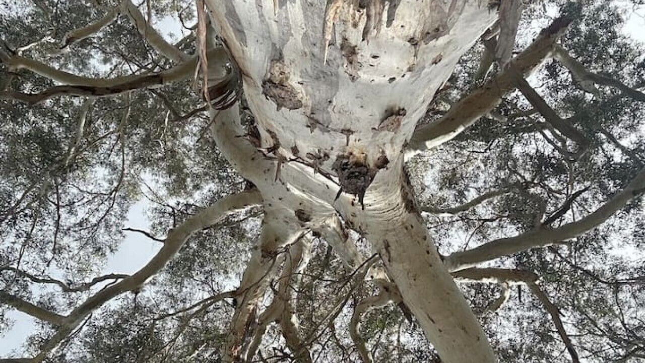 Photo of Others in Halls Gap