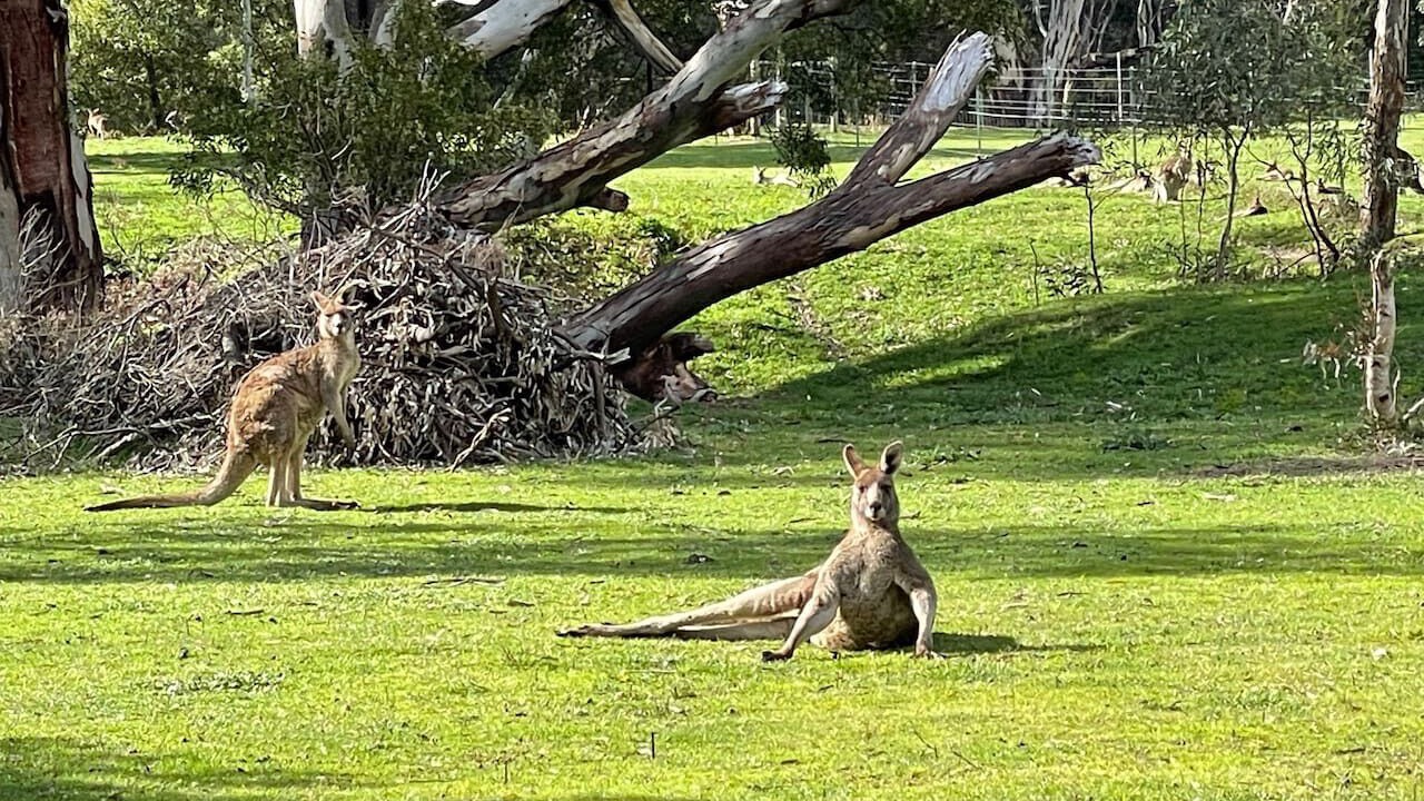 Photo of Others in Halls Gap