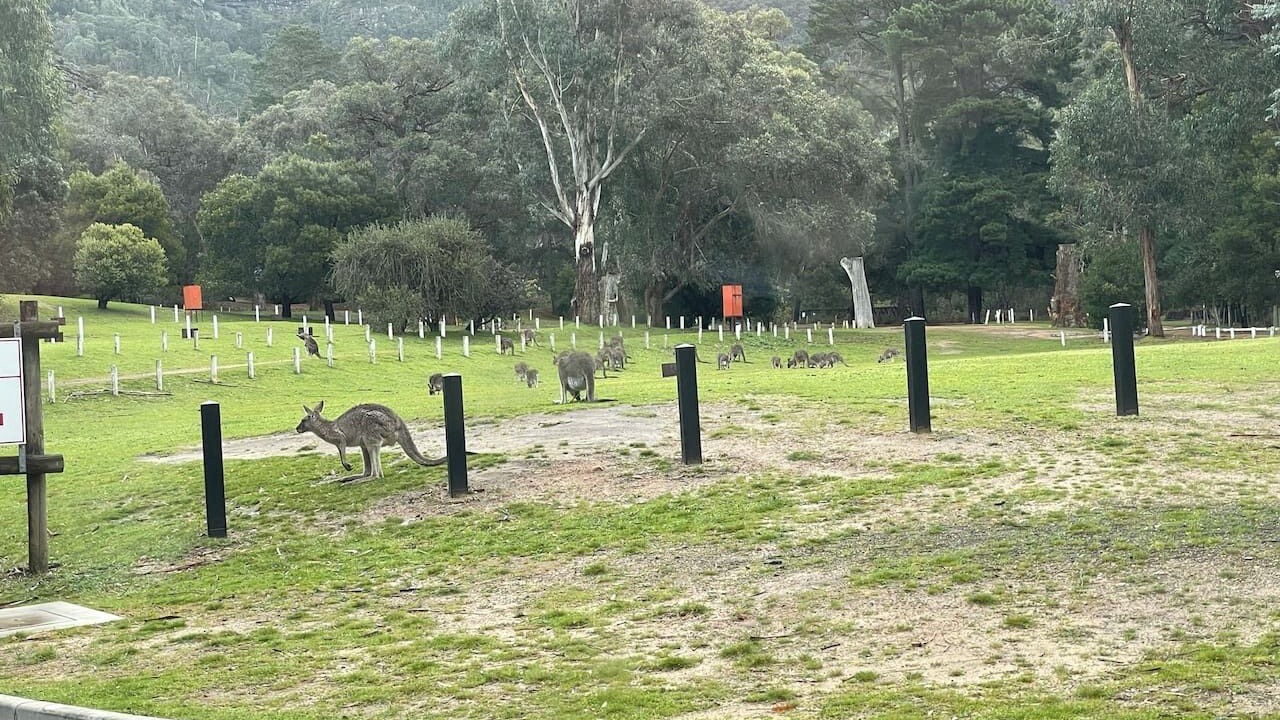 Photo of Others in Halls Gap