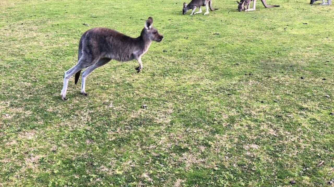 Photo of Others in Halls Gap