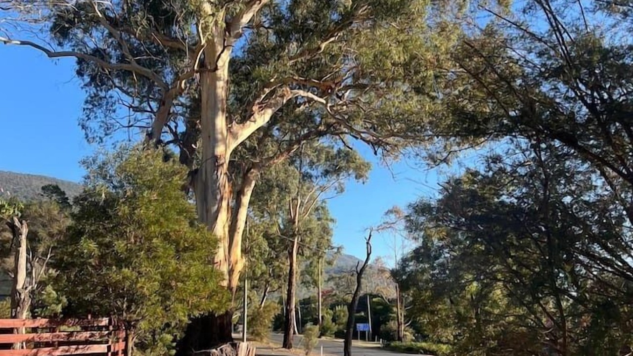 Photo of Others in Halls Gap