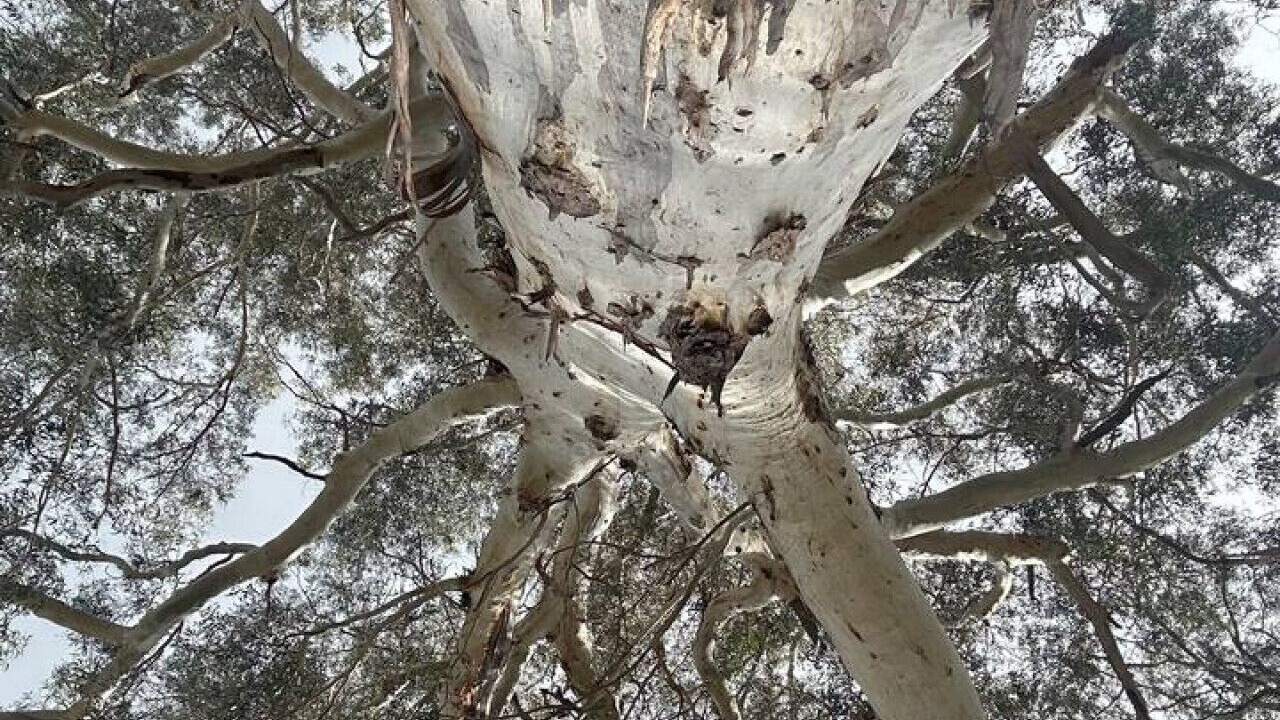 Photo of Others in Halls Gap