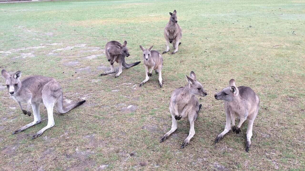 Photo of Others in Halls Gap