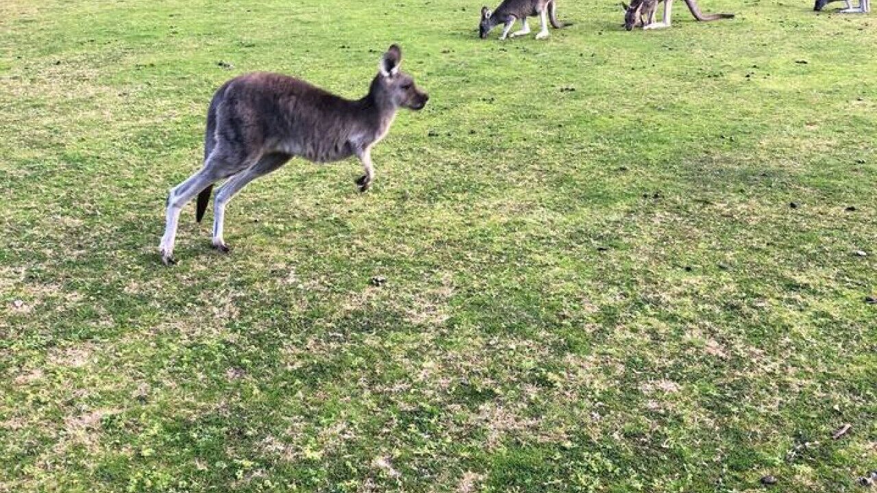 Photo of Others in Halls Gap