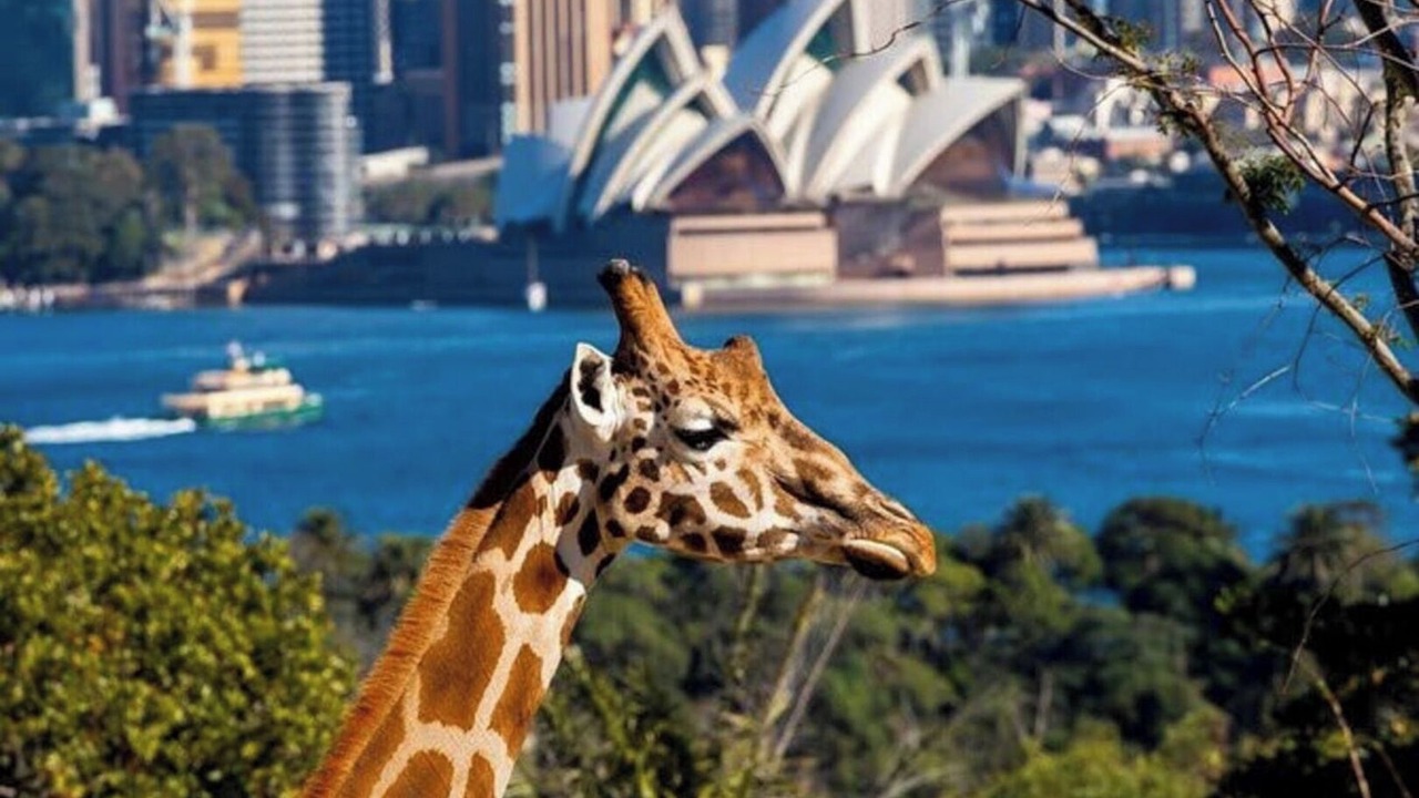 Photo of Others in Mosman