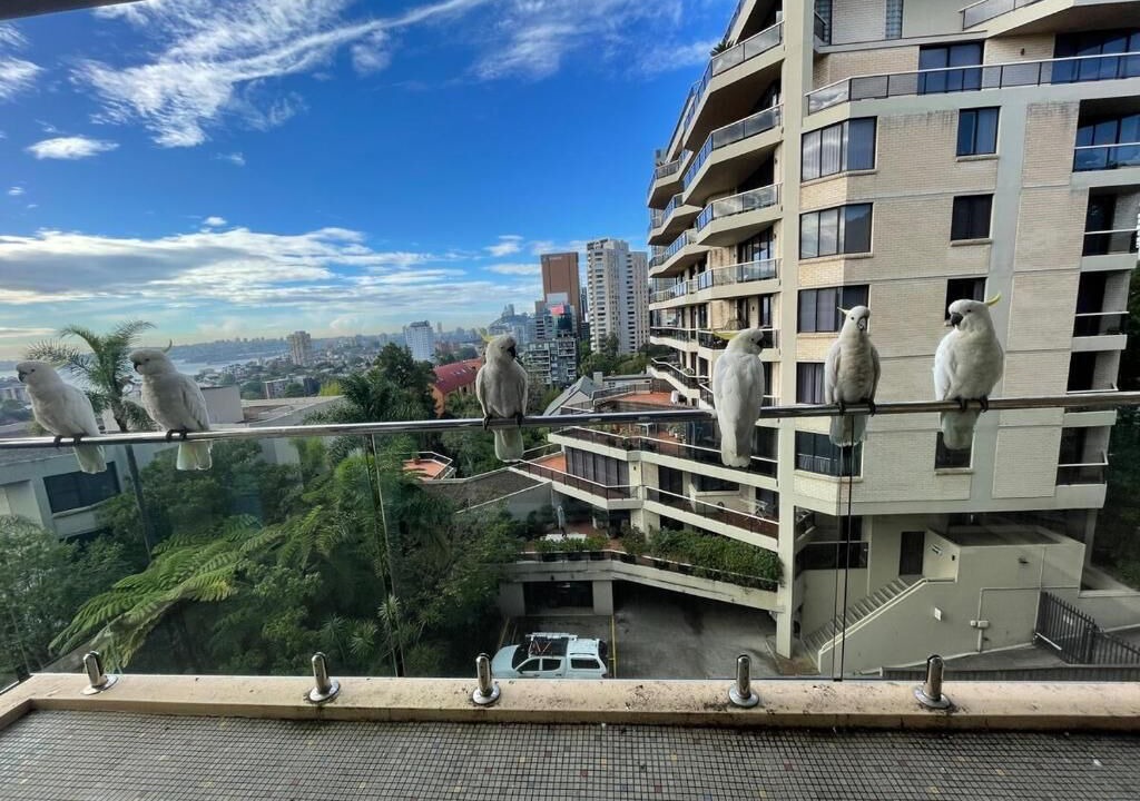 Photo of Outdoor in North Sydney