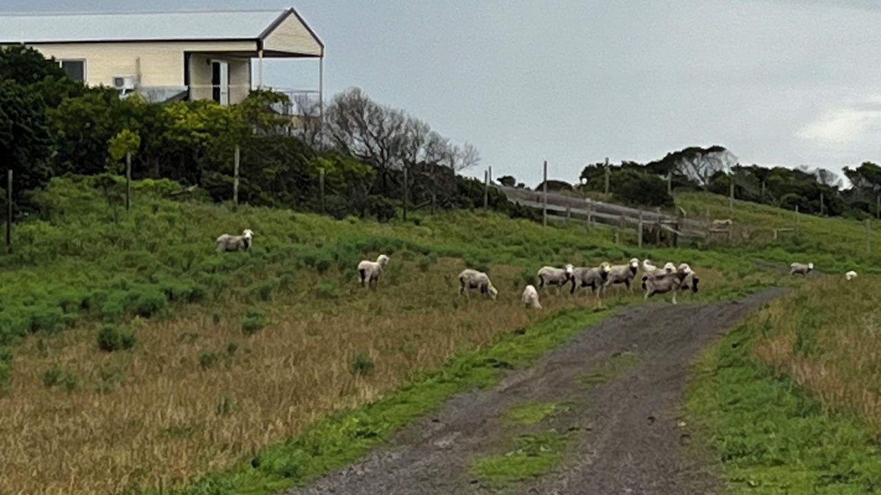 Photo of Others in Rivoli Bay
