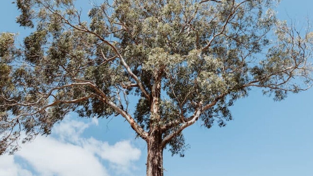 Photo of Others in Port Sorell