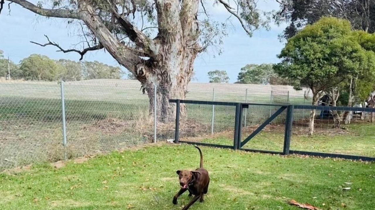 Photo of Others in Penola