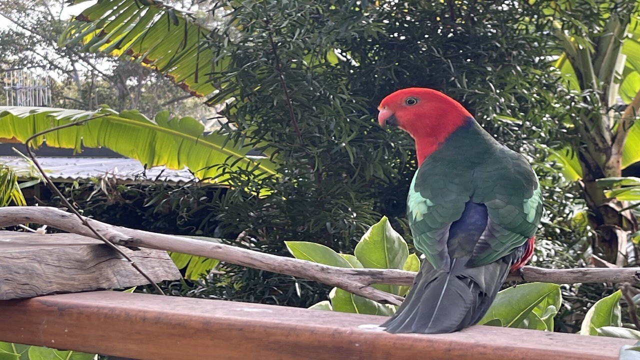 Photo of Outdoor in Macmasters Beach