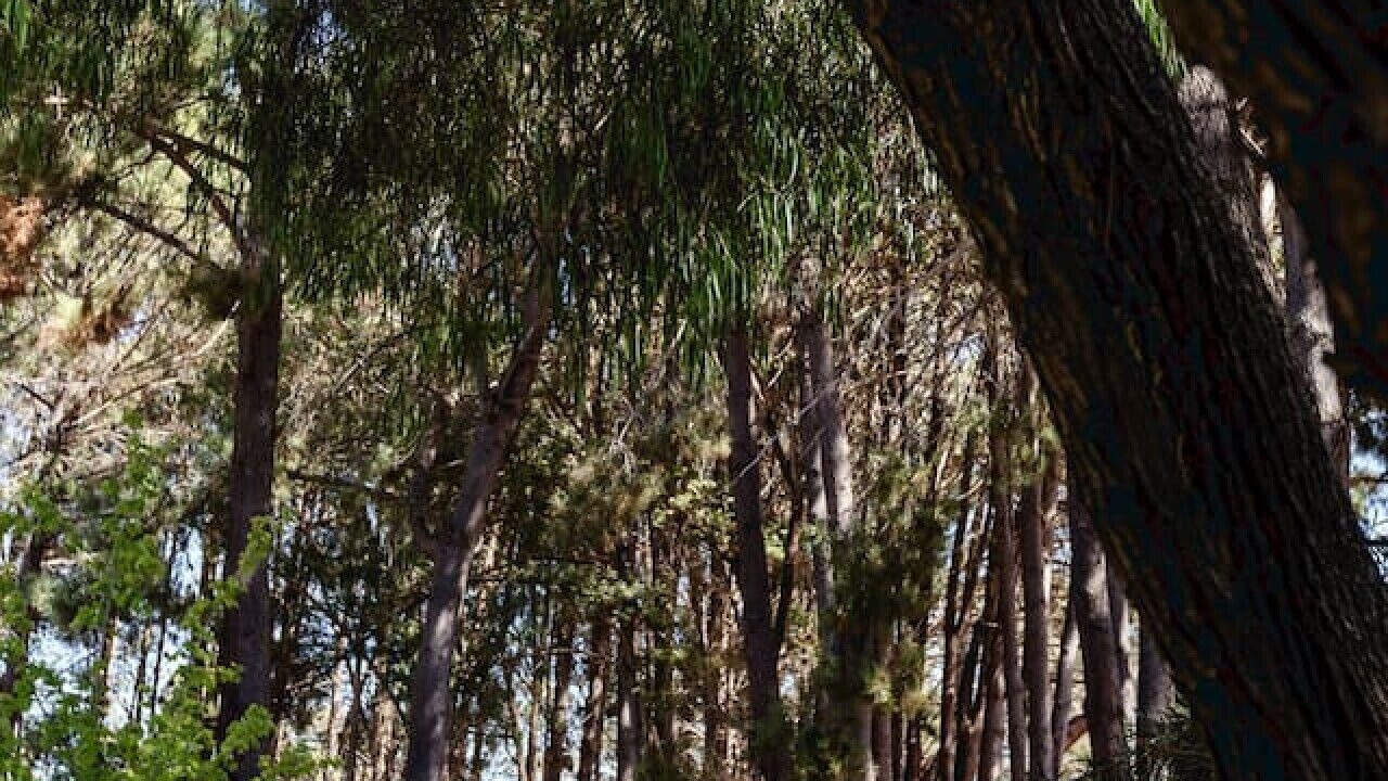 Photo of Others in Rosa Brook
