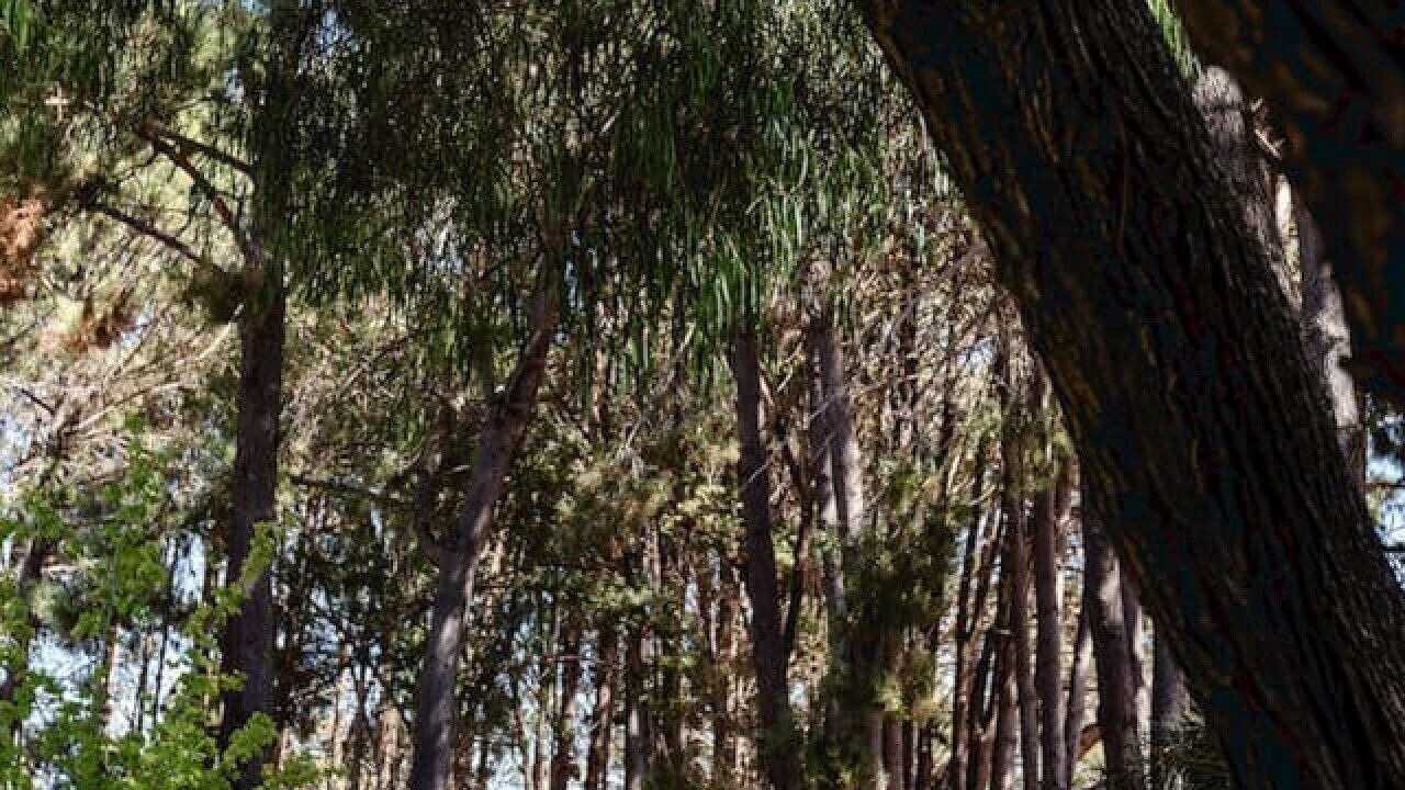 Photo of Others in Rosa Brook