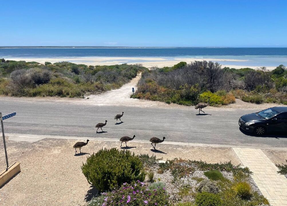 Photo of Others in Marion Bay