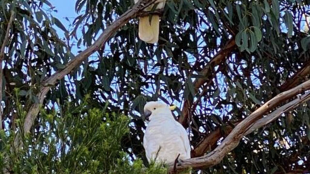 Photo of Others in Aireys Inlet