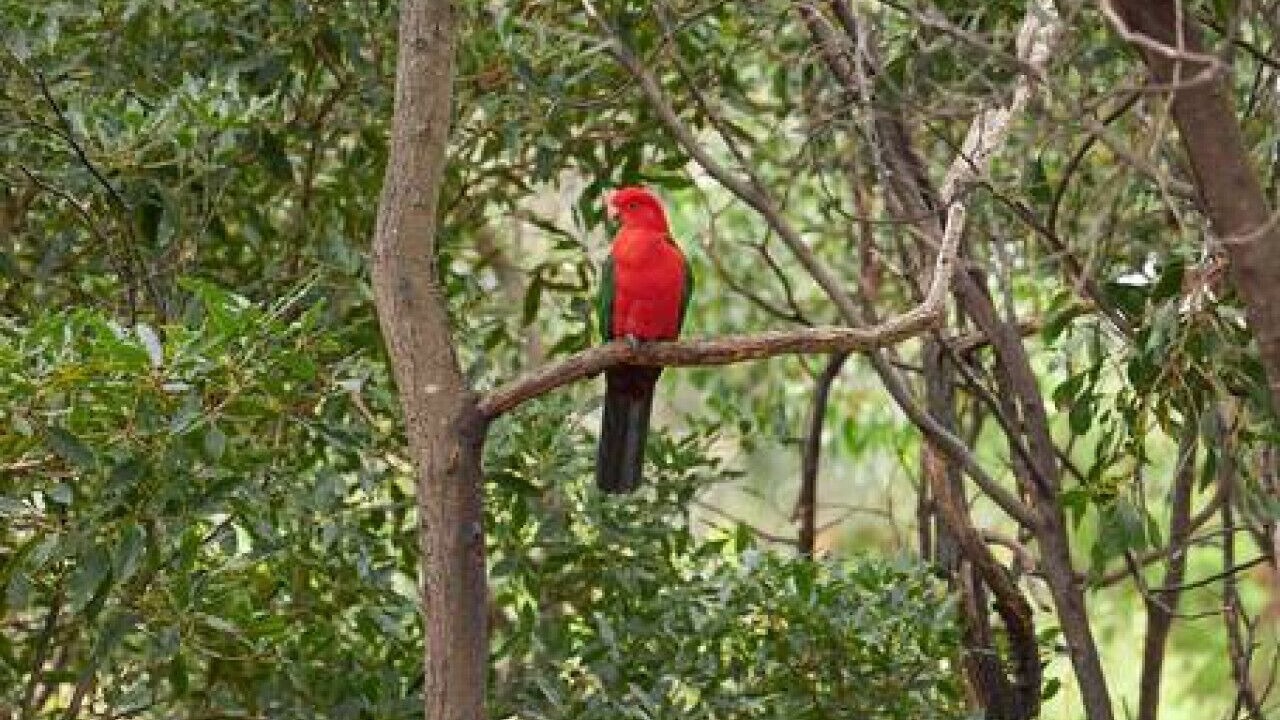 Photo of Others in Aireys Inlet