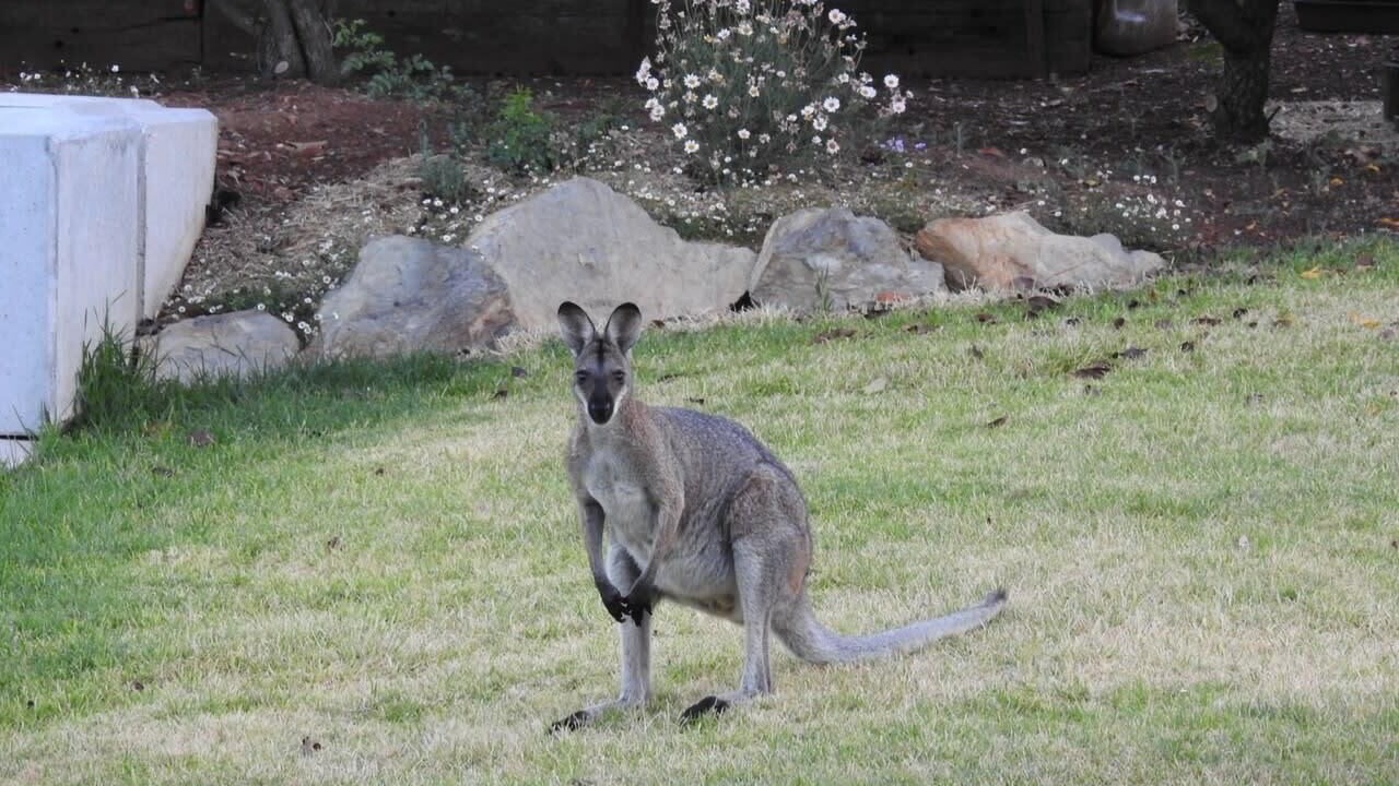 Photo of Others in Parkes