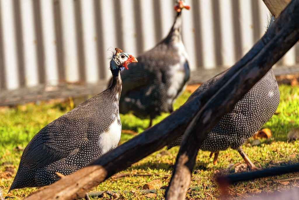 Photo of Others in Parkes