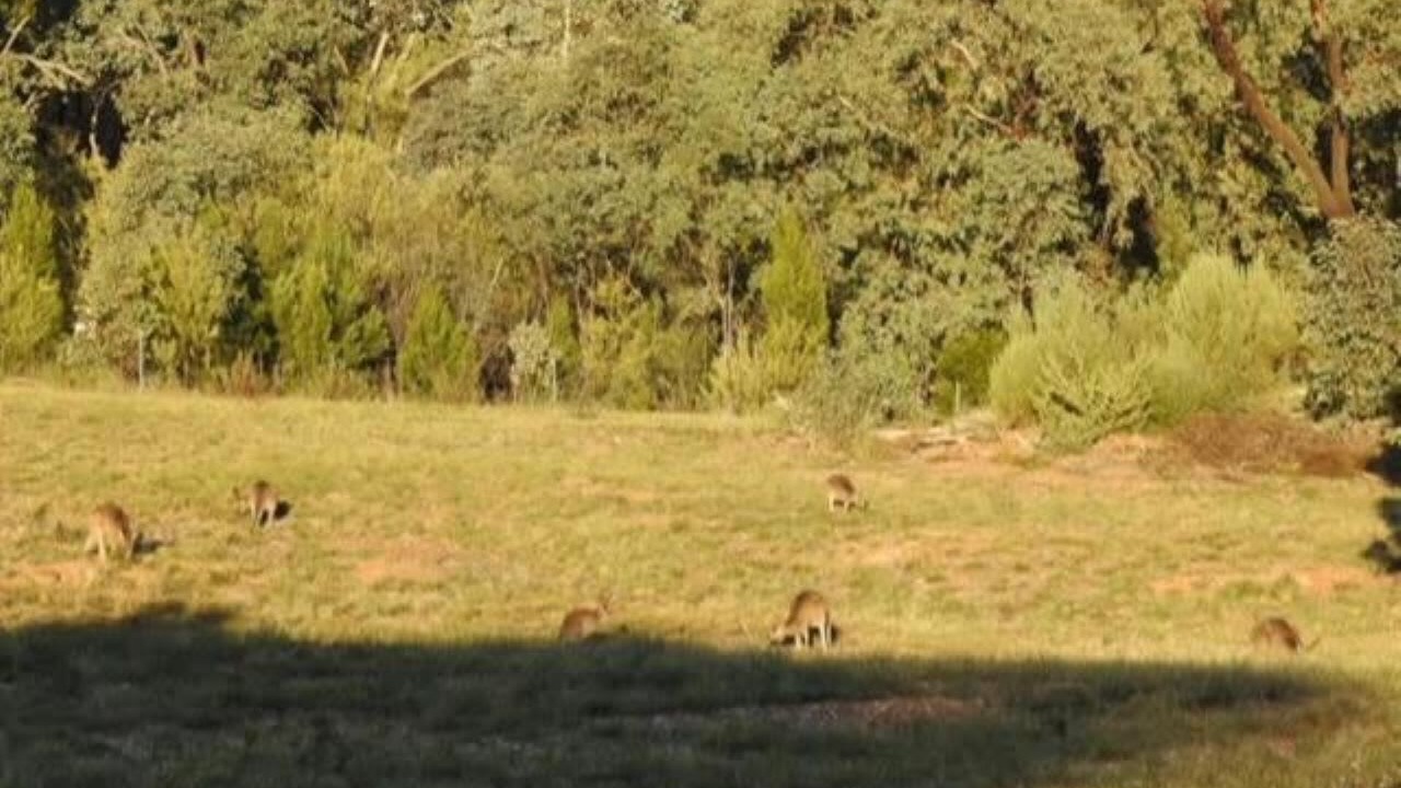 Photo of Others in Parkes