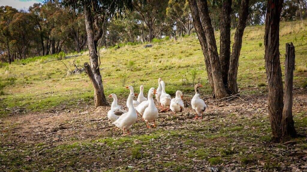 Photo of Others in Windeyer